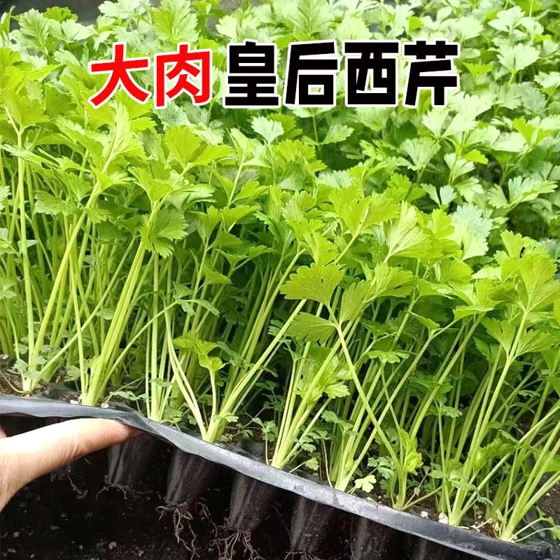 四季西芹秧苗秋季盆栽地栽阳台种植