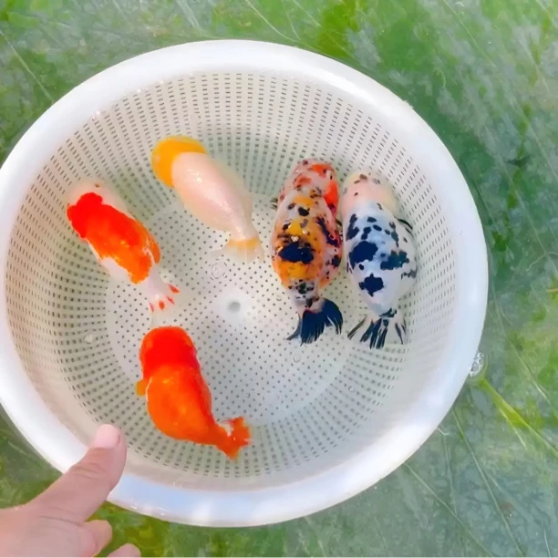 小兰寿小泰狮7条3-6厘米