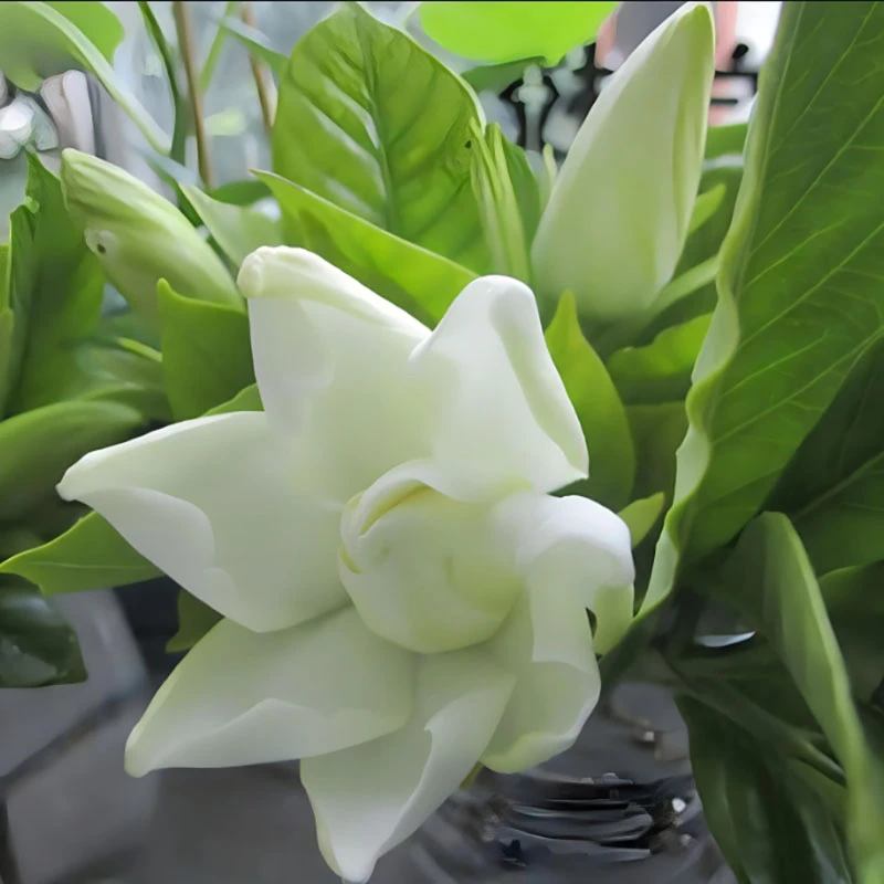 【一物一拍】绿雅园艺（伍）老桩栀子花造型盆景花卉