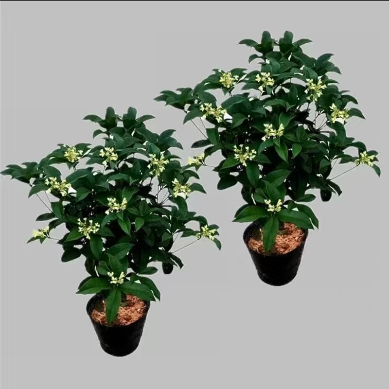 四季桂花高度约45到50公分两颗特惠装
