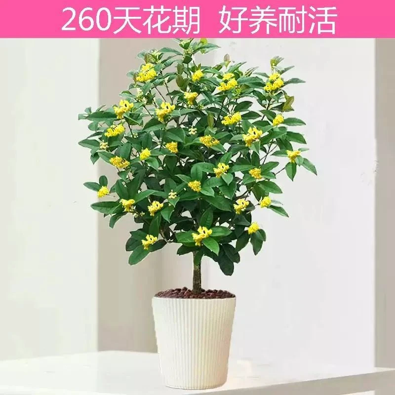 四季桂花高度约75到85公分开花香耐寒耐热室内室外庭院（当月开花）