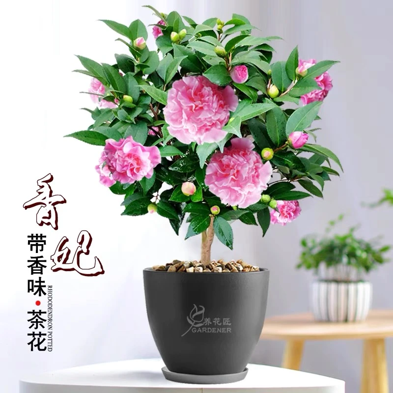 香妃山茶花树苗庭院大型绿植盆栽花卉植物四季常青耐寒耐冬花卉