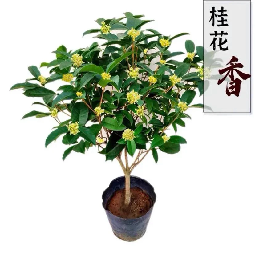四季桂花盆栽高度约45到50公分开花飘香基地直发耐热植物