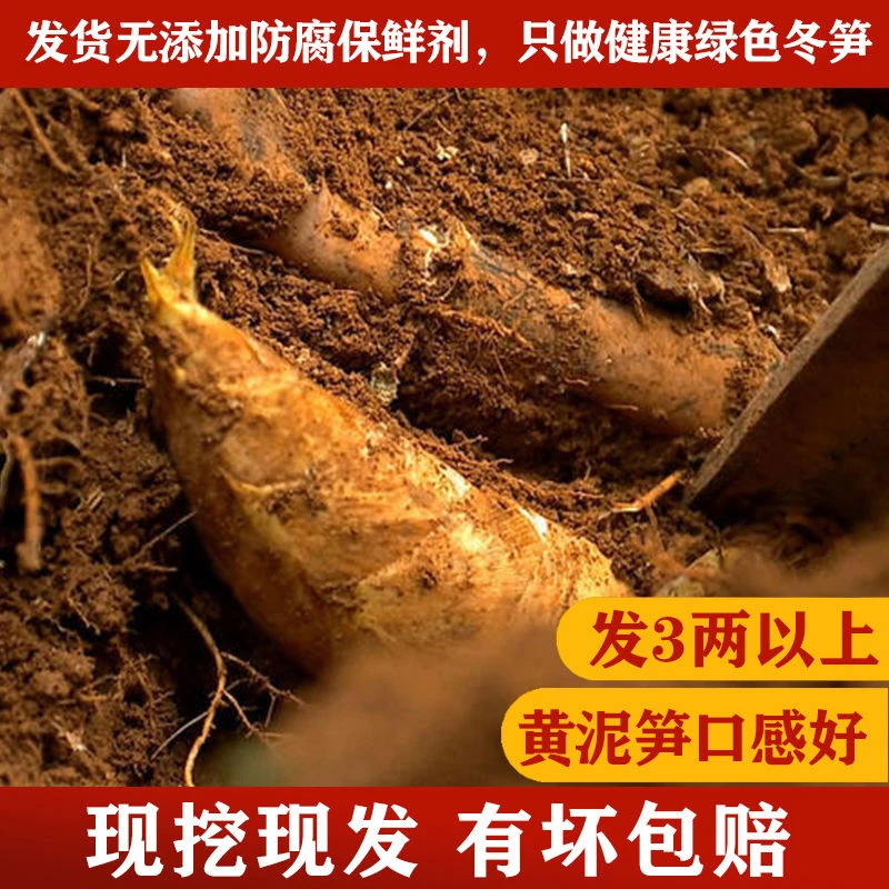 江西高山黄泥冬笋新鲜现挖毛竹笋子甜笋不涩口不麻嘴脆嫩新鲜冬笋