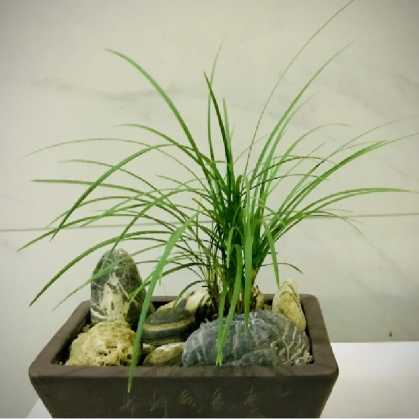 贵州赶集下山货新鲜临时草木绿植---2