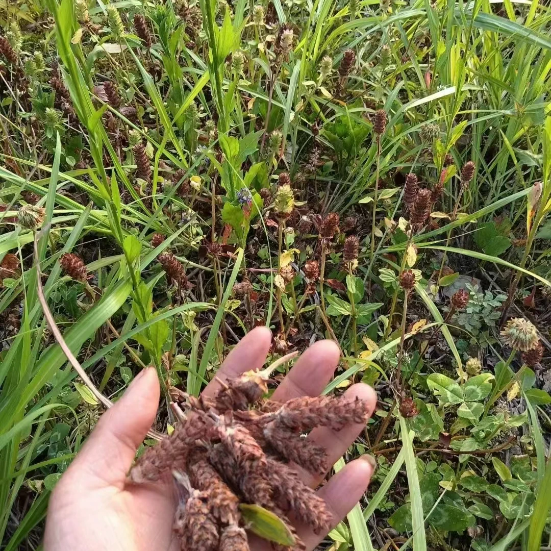 【苗阿妹小小】贵州山货夏枯草夏枯球