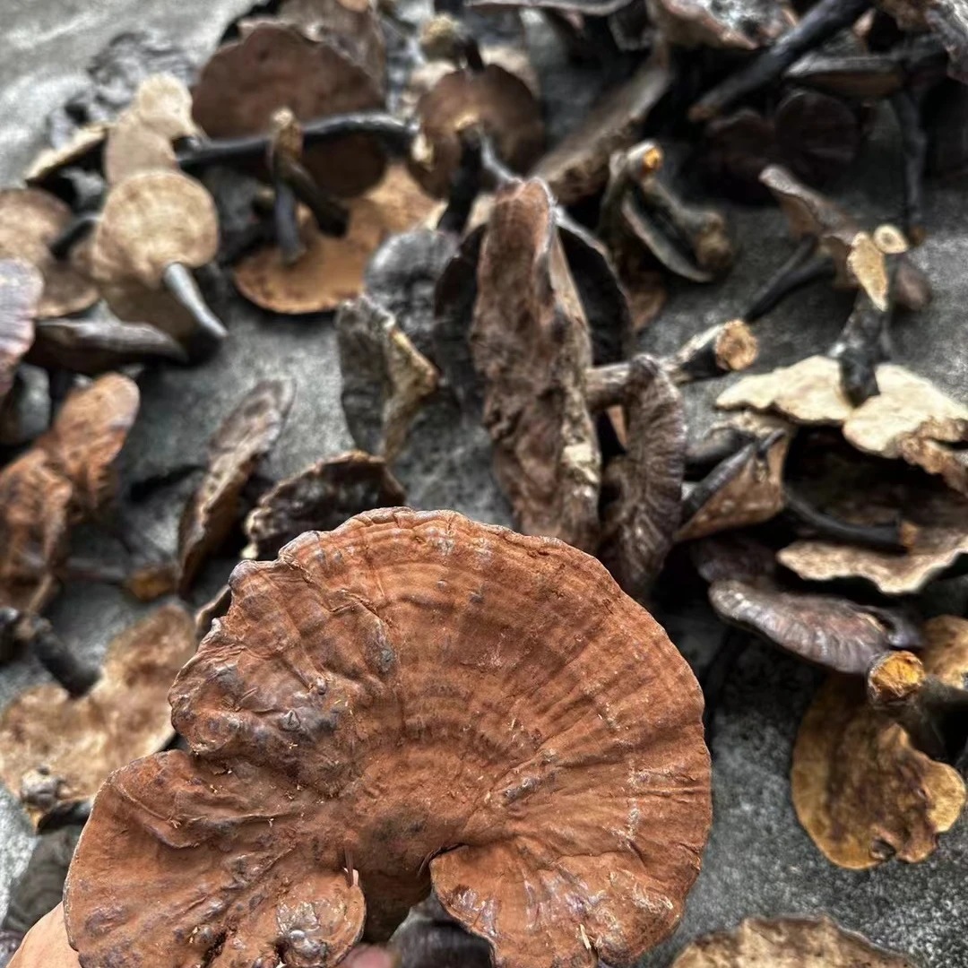 【苗阿妹小小】贵州山货灵芝