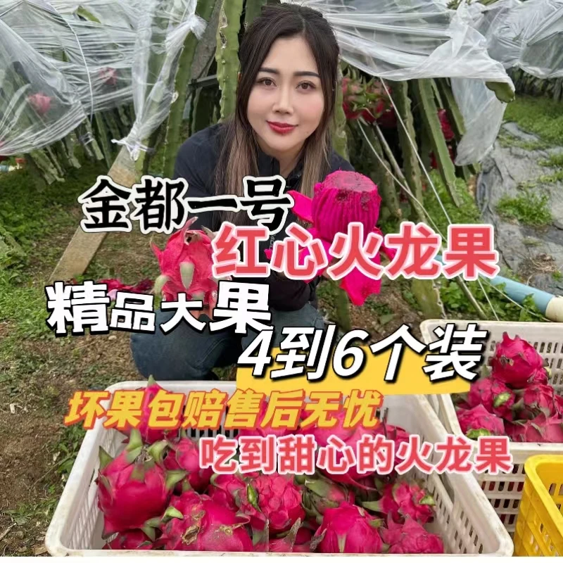 【慧姐姐专属】金都1号红心火龙果大果5斤4-6个内发货