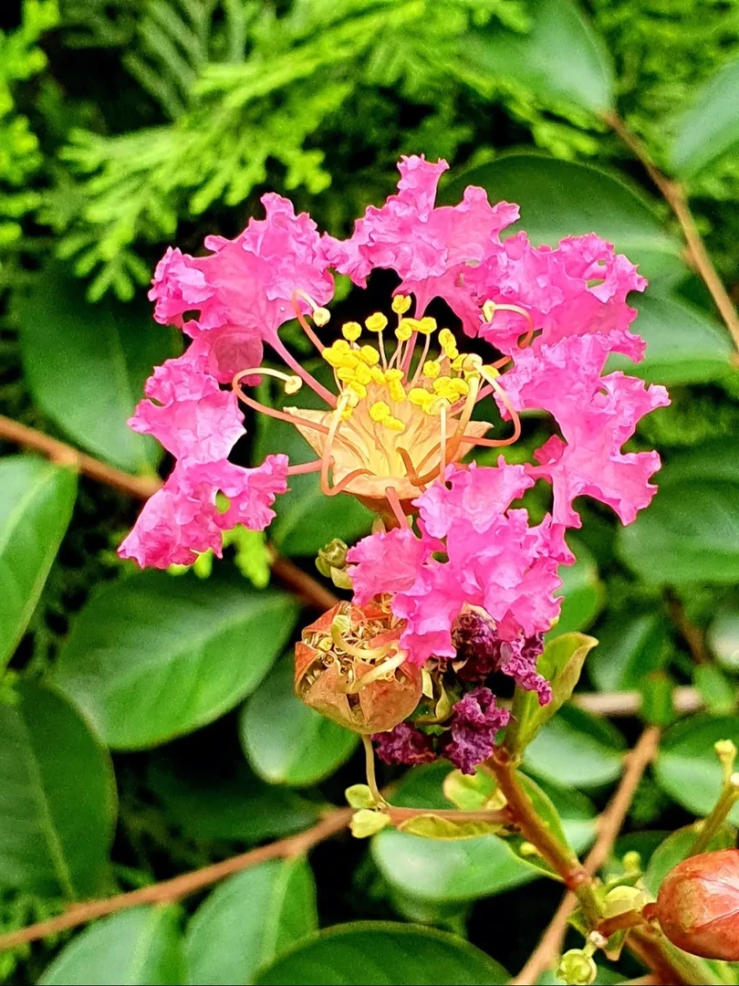 紫薇花大苗工程苗别墅庭院绿化风景树百日红花四季种植公园小区