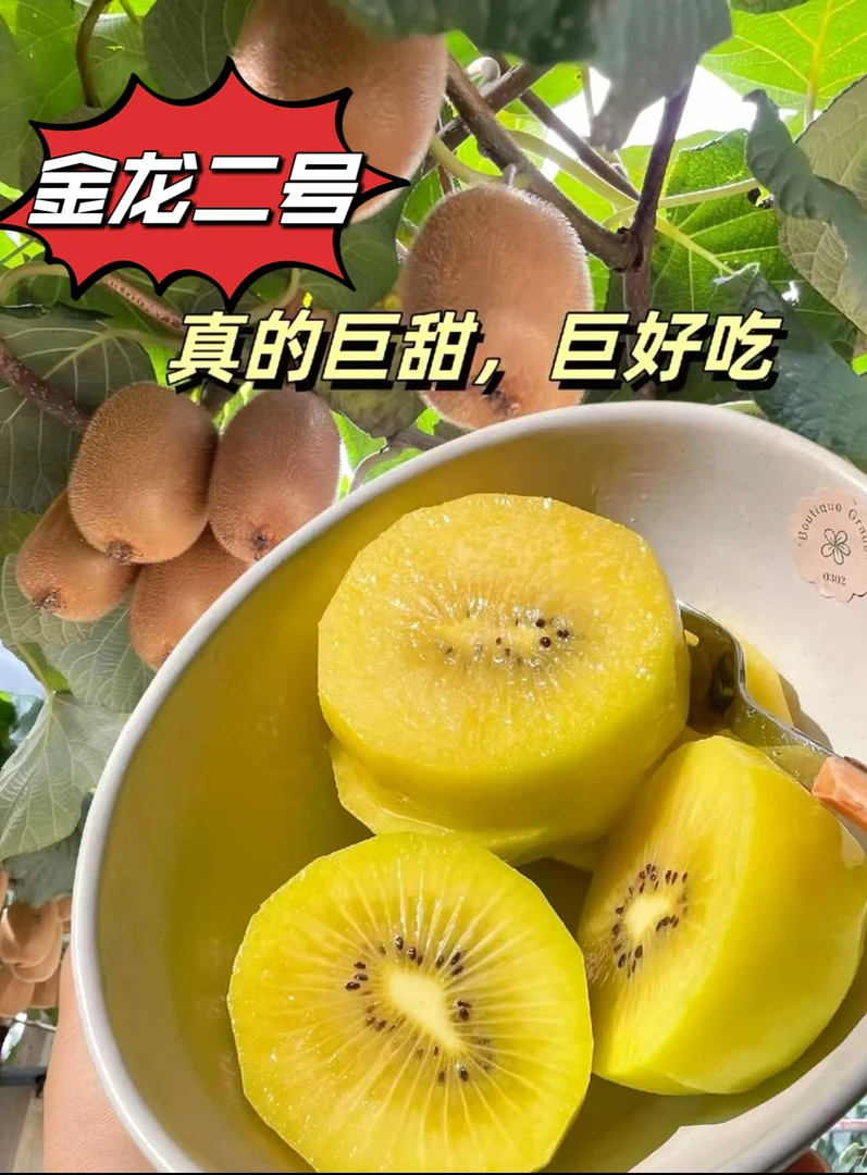 黄心特甜金龙二号猕猴桃现摘现发新鲜到家皮薄香甜无酸多汁好吃
