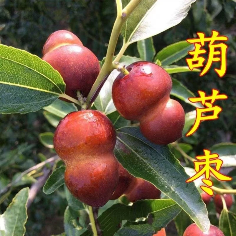 葫芦 枣脆甜葫芦 枣 ,辣椒枣,南北方盆栽地栽