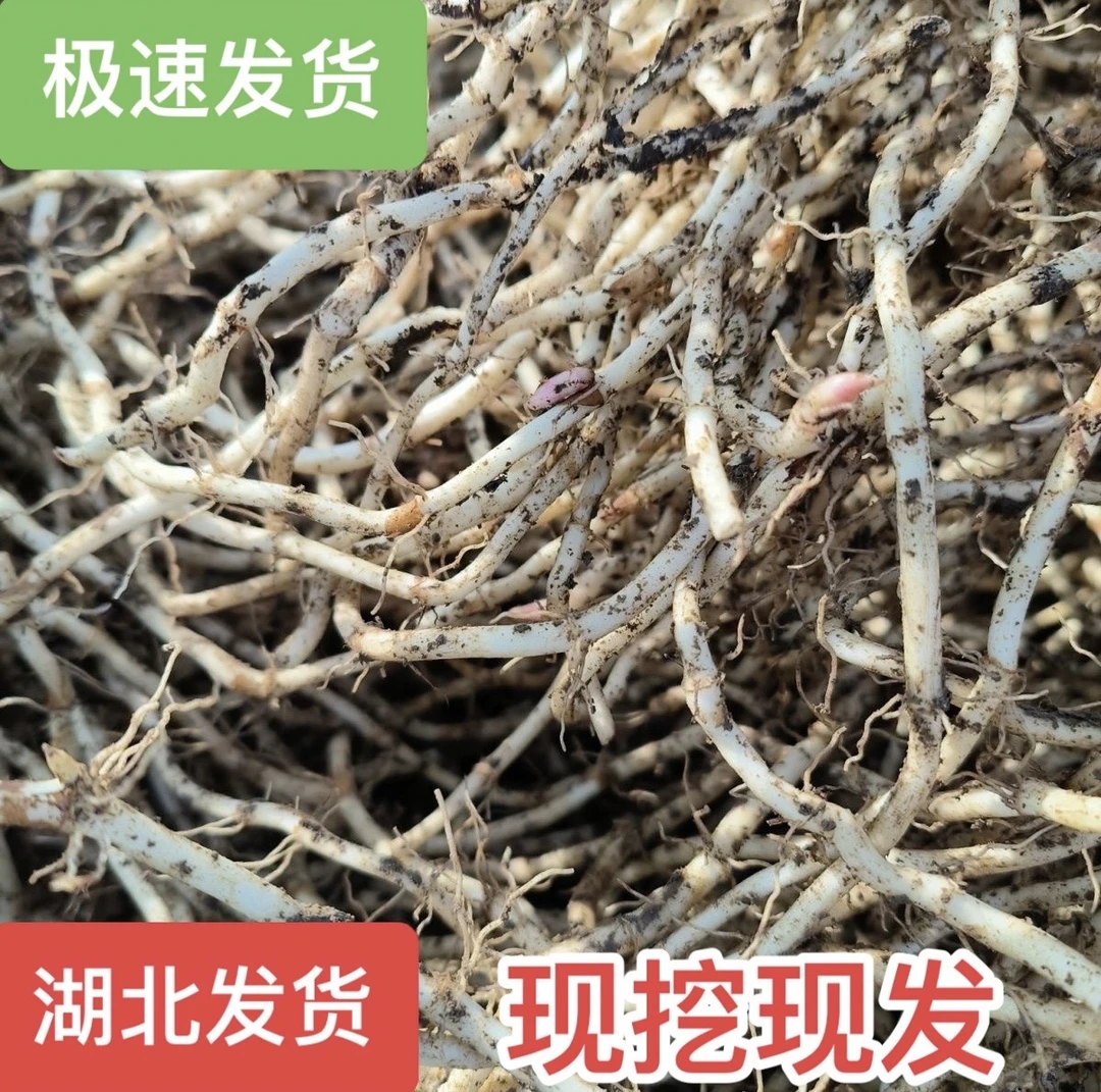 正宗湖北新鲜现挖鱼腥草折耳根节节根嫩老芽既食凉拌带泥不带叶