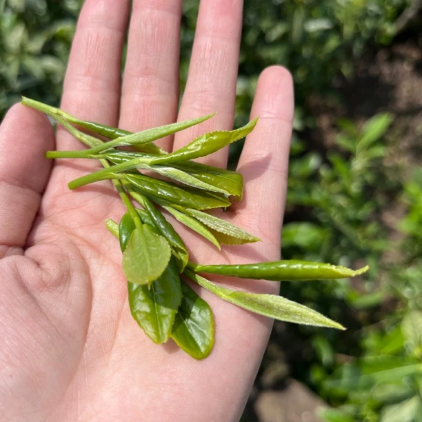 【碧螺春炒青 自家茶园】绿茶2025年新茶