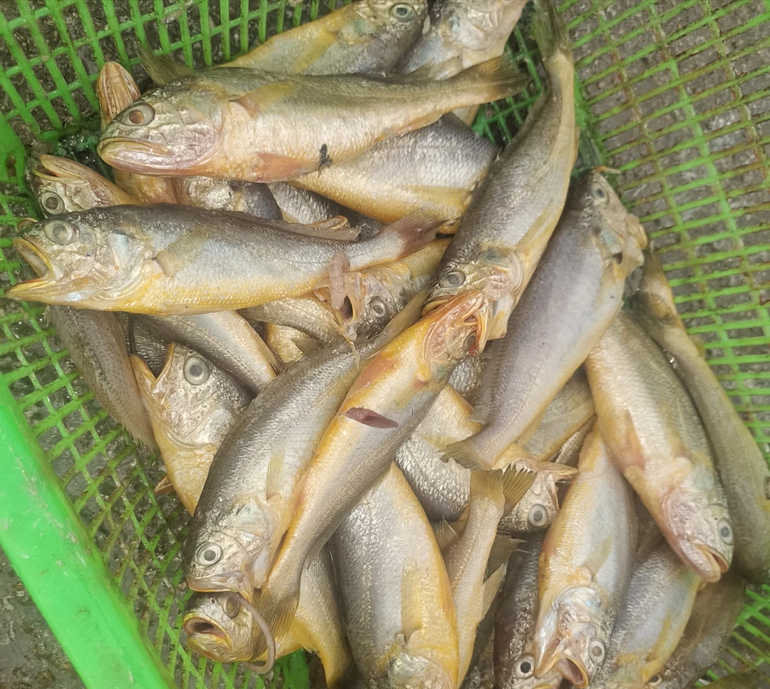 4斤青岛谭网野生东北美食小黄花码头直发零食跳跳鱼石头鱼小黄鱼