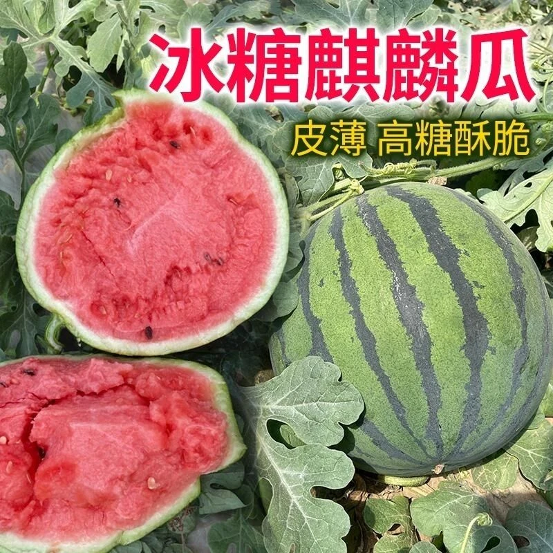 8424美都麒麟西瓜沙地自种自然农家无籽多汁皮薄肉厚孕妇水果新鲜