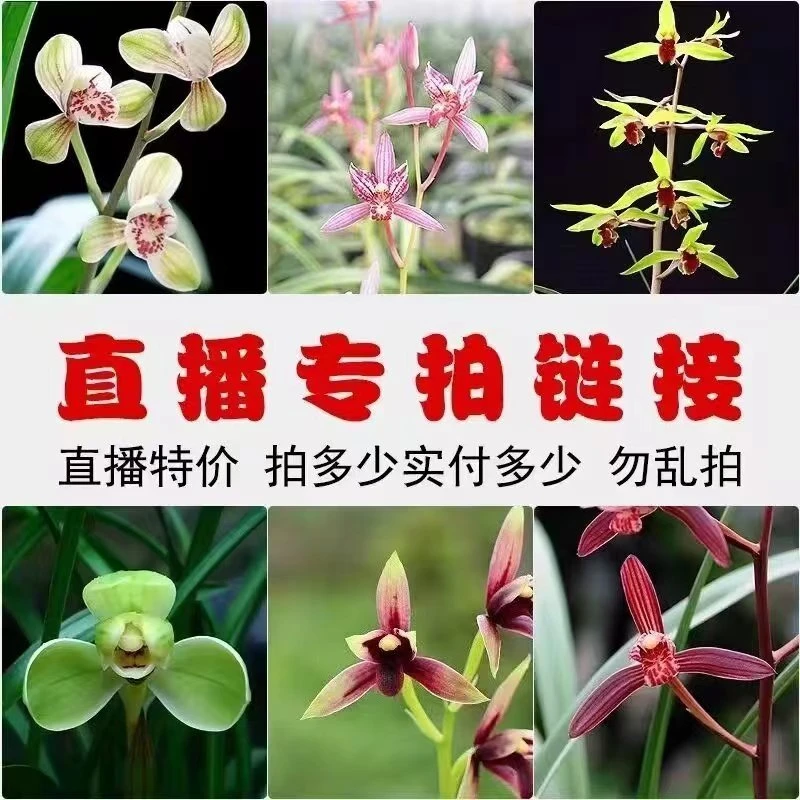 直播精品兰花一物一拍室内花卉盆栽好养易活净化空气