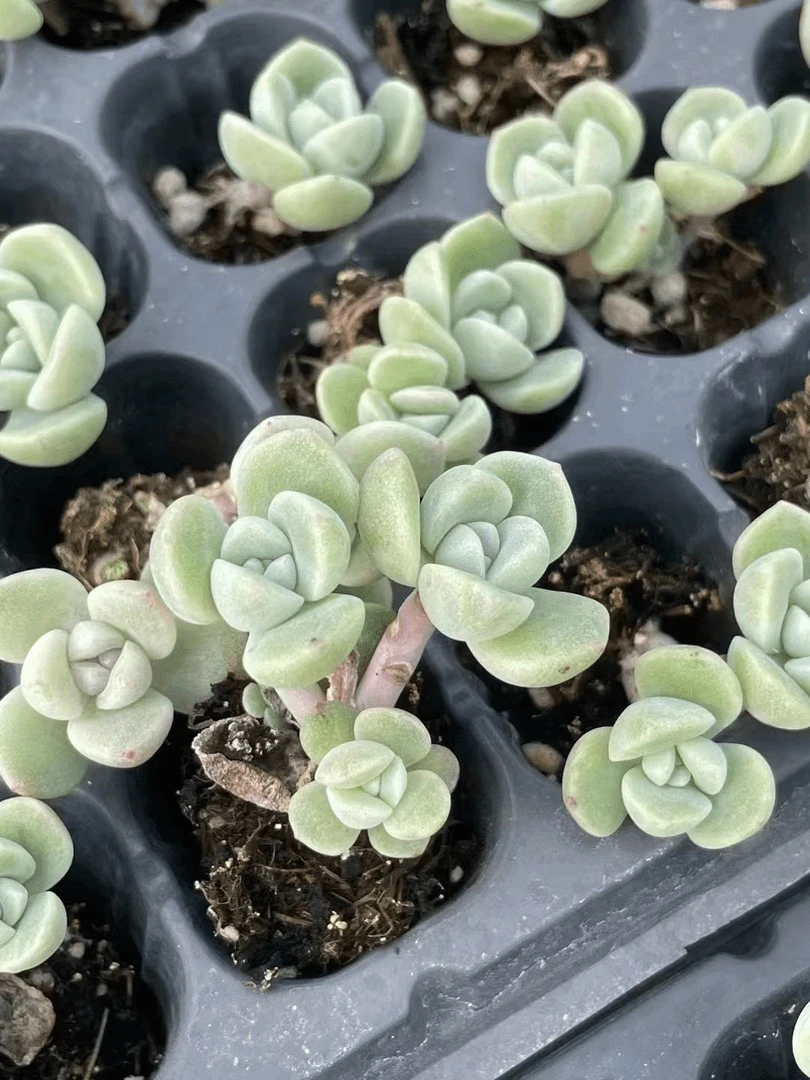 小老桩冰玉杆单双除偏远地区