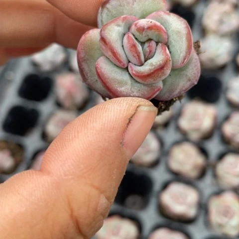 3元5颗泡芙穴盘满18包邮