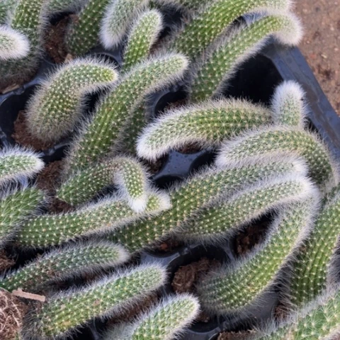 揪尾巴穴盘满18包邮