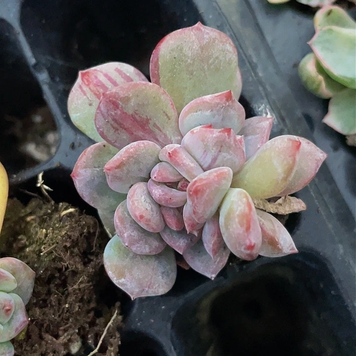 一我一拍拉丝星影群