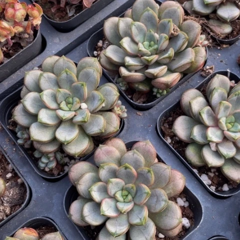 葡萄单头量拍满18包邮