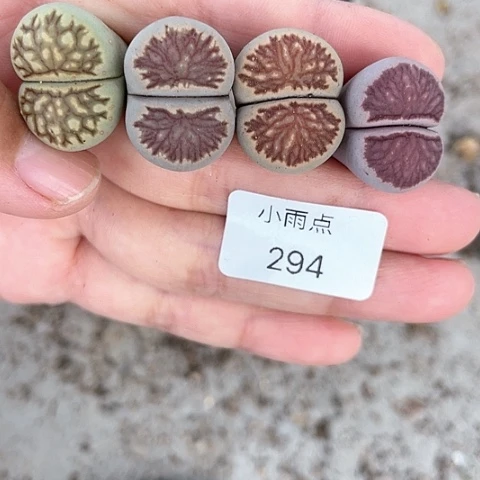 294 福利生石花 迷你植物