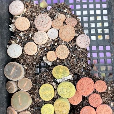 464 生石花迷你植物