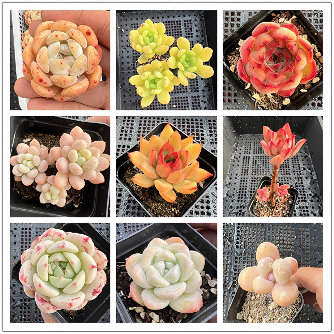 【九宫格链接25包邮】精品高品质多肉植物绿植盆栽肉肉好养活简单肉