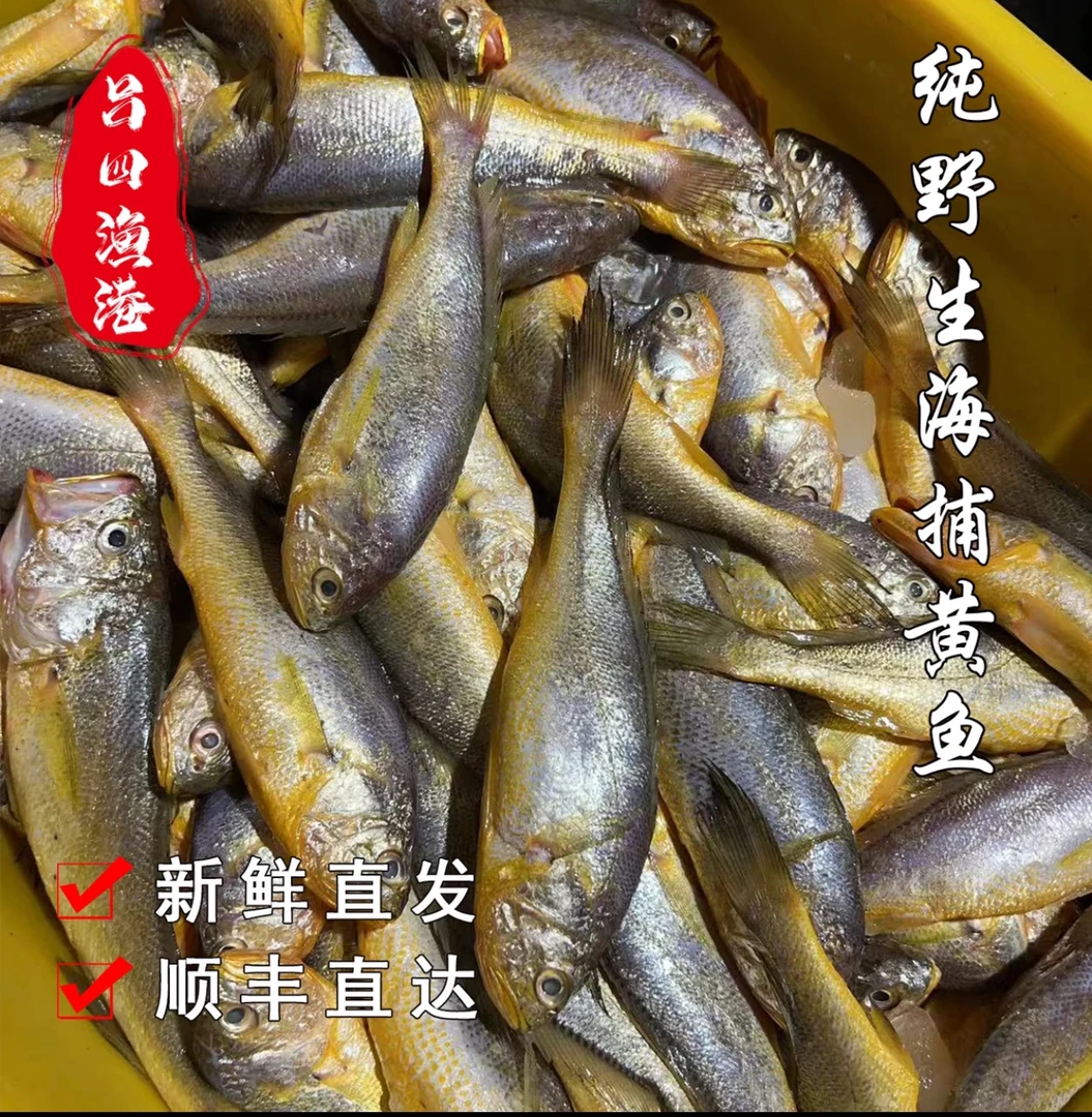 吕四本港细鳞小黄鱼