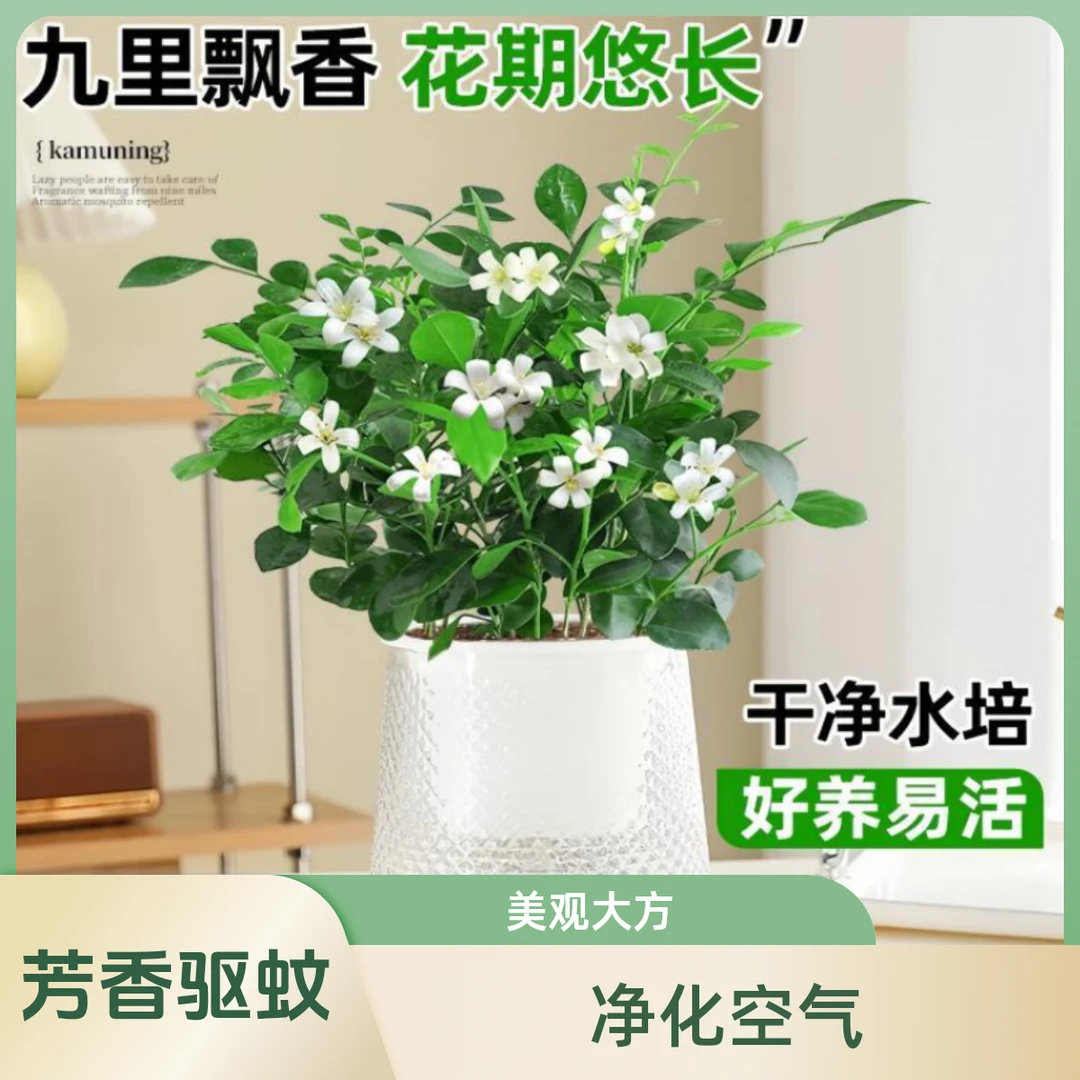 九里香水培植物盆栽室内客厅花卉绿植阳台驱蚊四季开花好养桌面花