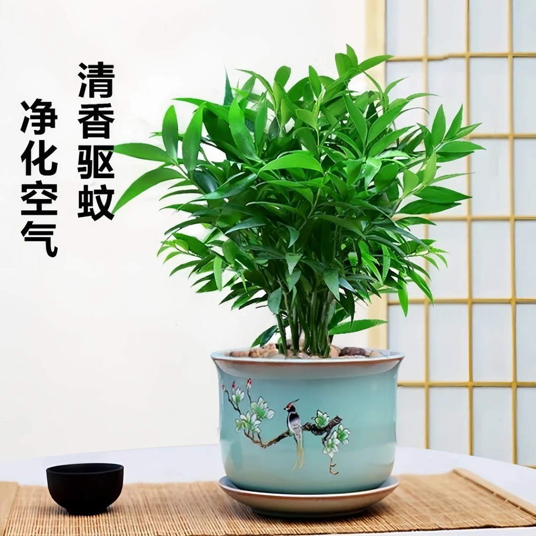水培新宠竹柏盆栽驱蚊竹富贵竹水养植物室内客厅绿植花卉四季常青