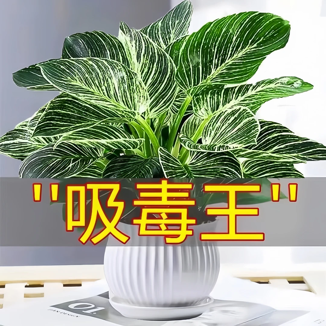 铂金钻盆栽绿萝室内植物花卉绿植水培万年青多肉新房家用吸除甲醛