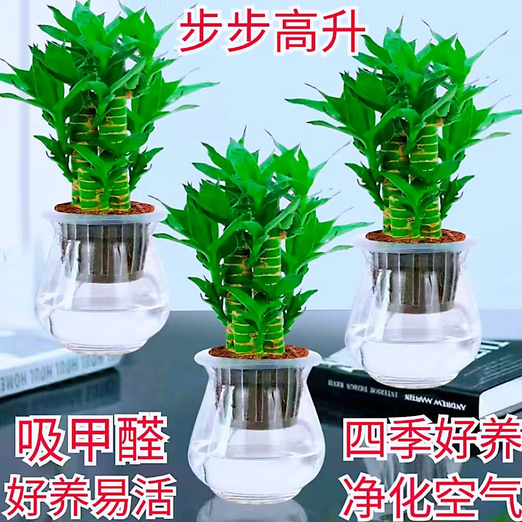 步步高富贵竹盆栽绿植荷花竹植物客厅内办公室桌面吸甲醛净化空气
