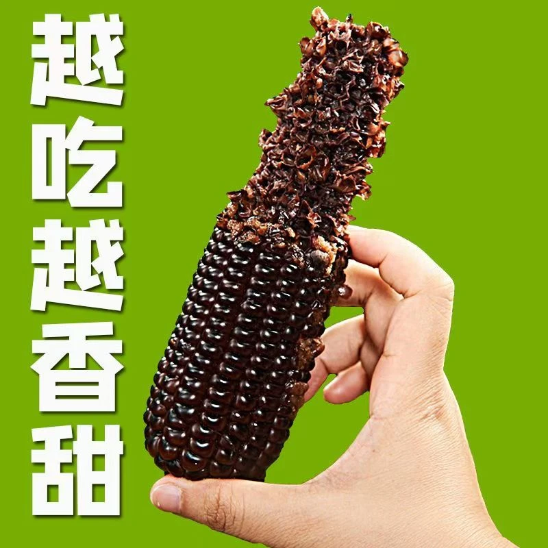 12根5-6斤】东北黑糯玉米棒新鲜代餐糯玉米真空包装早餐非转基因粘