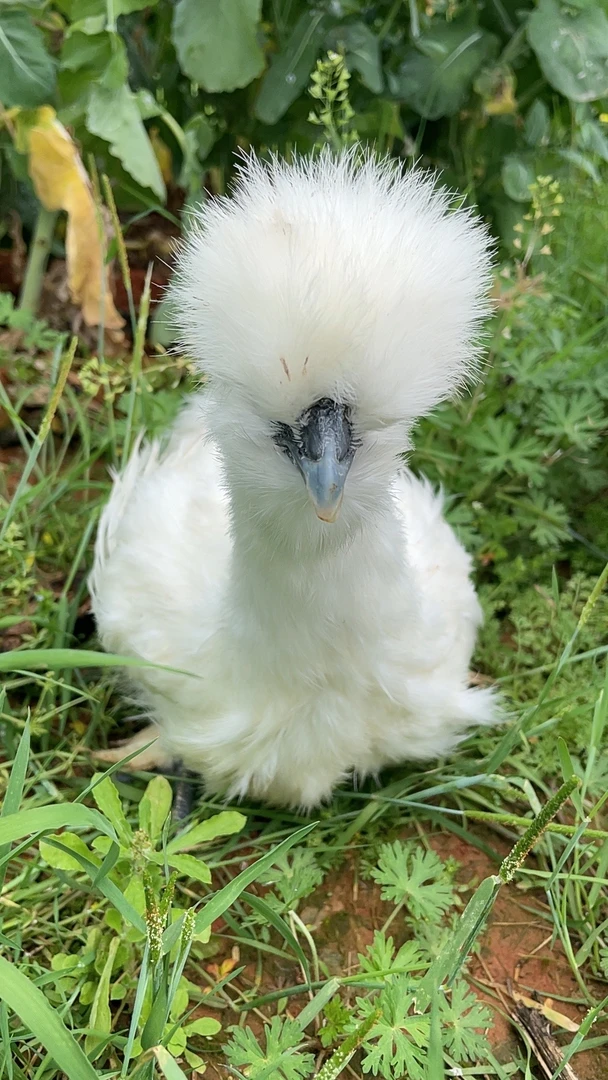 青年鸡正宗泰和原种乌鸡单只8两到1斤顺丰包邮包路损到家保三天