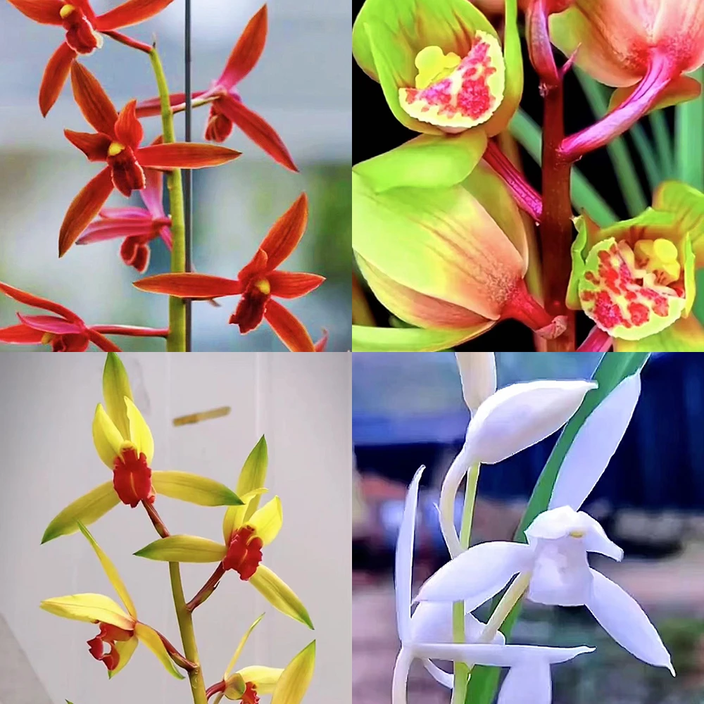兰花园直播间（请勿乱拍）