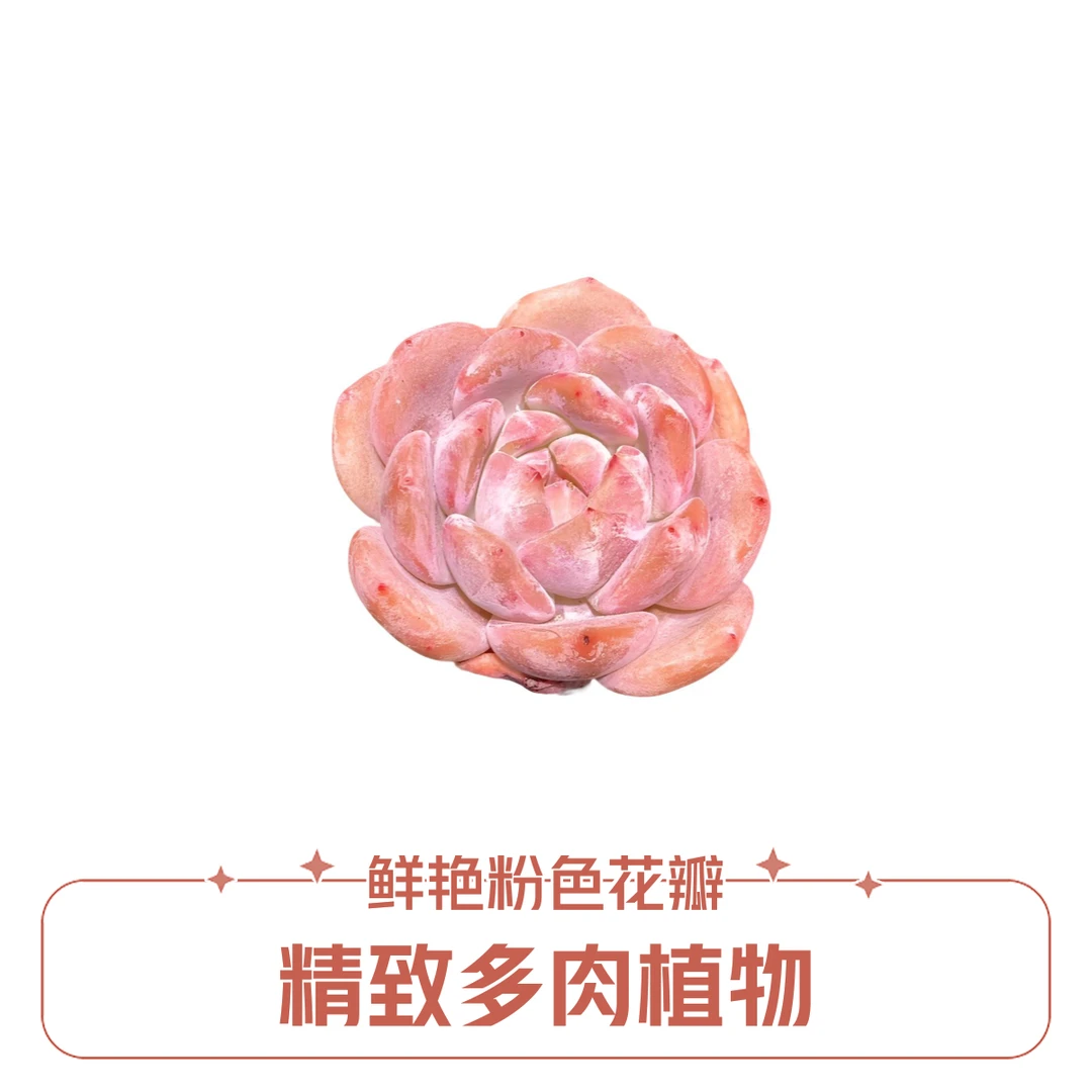 5#雪天使单头  多肉植物
