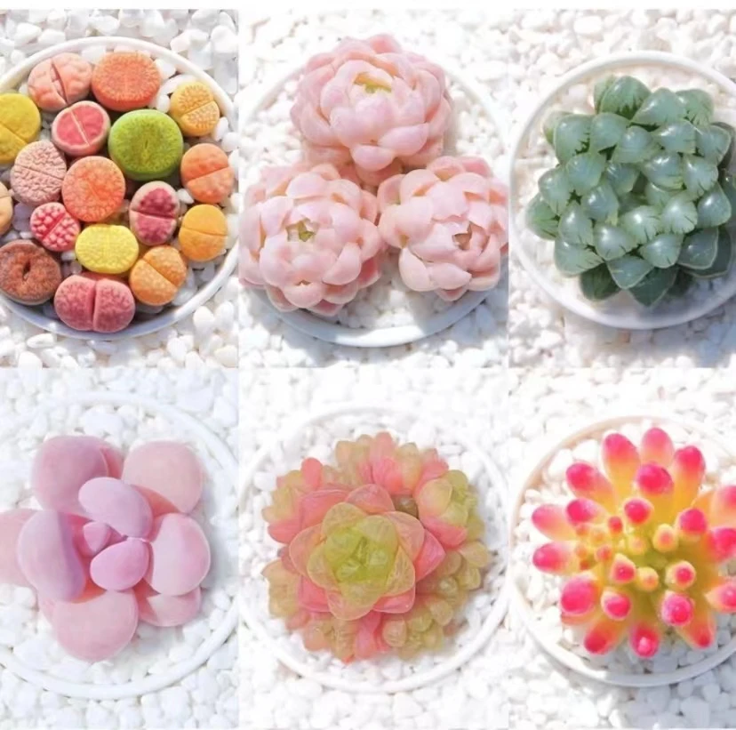 缤纷多肉套餐 以直播间展示为准 室内外装饰 套餐W-3