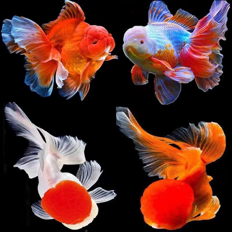 301-400号观赏鱼冷水鱼兰寿泰狮蝶尾元宝百褶鎏金玛丽