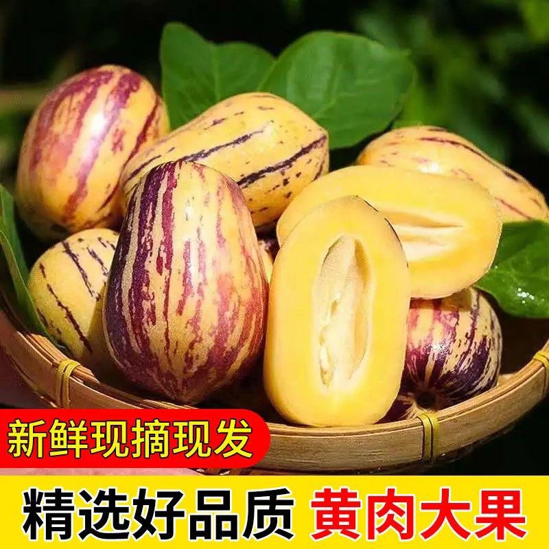 【甘肃人参果】沙漠人参果甘肃民勤人生果应季孕妇水果新鲜批发