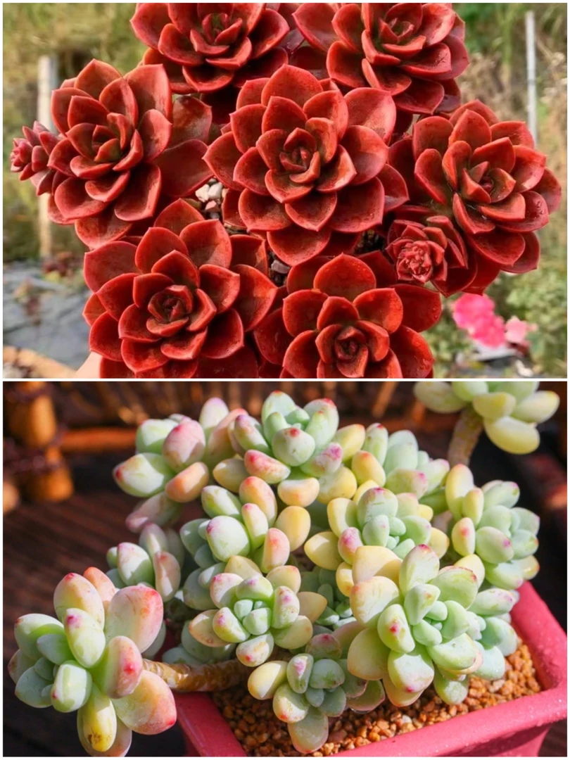 H【红酒玫瑰+劳尔】粉丝福利，天天精品多肉，10-12cm带盆带土发货