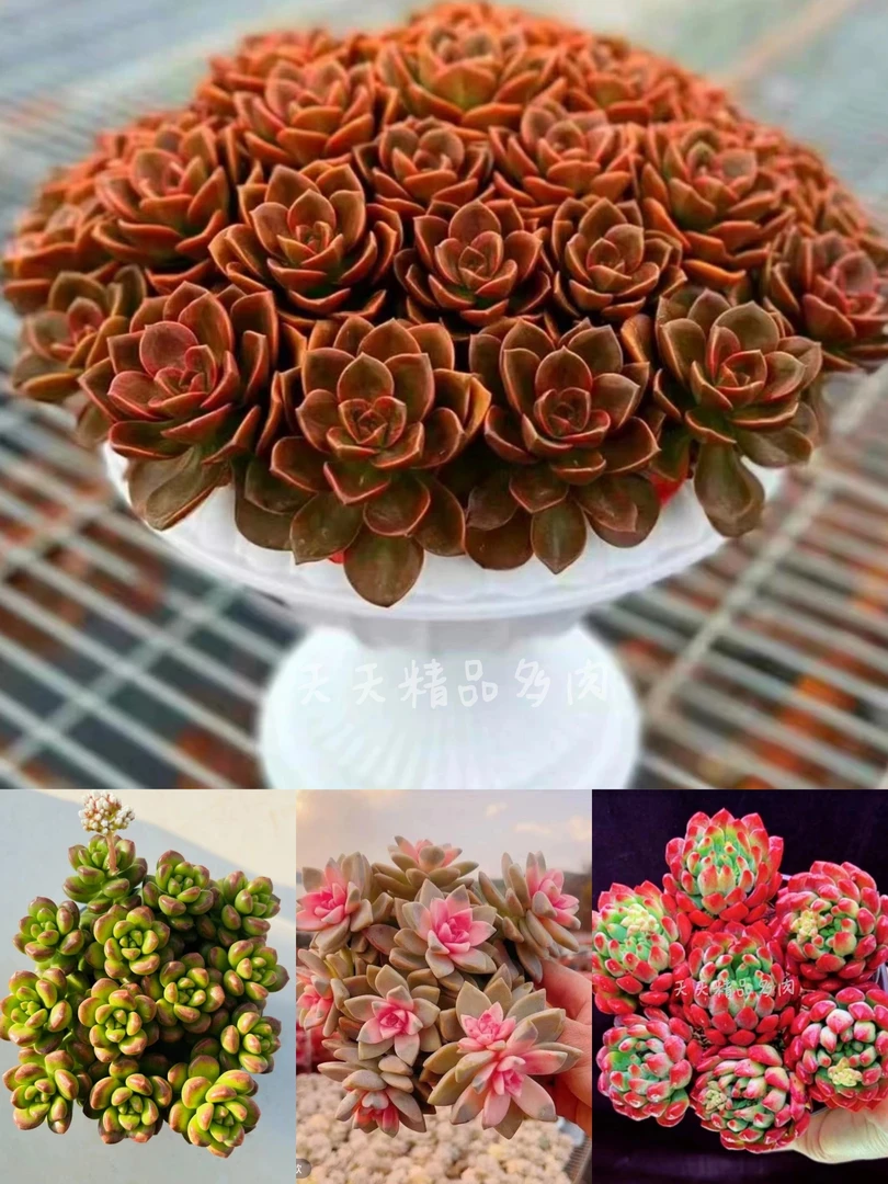 H【红酒玫瑰组合】颜值高，新手好养，天天精品多肉，带盆带土发货