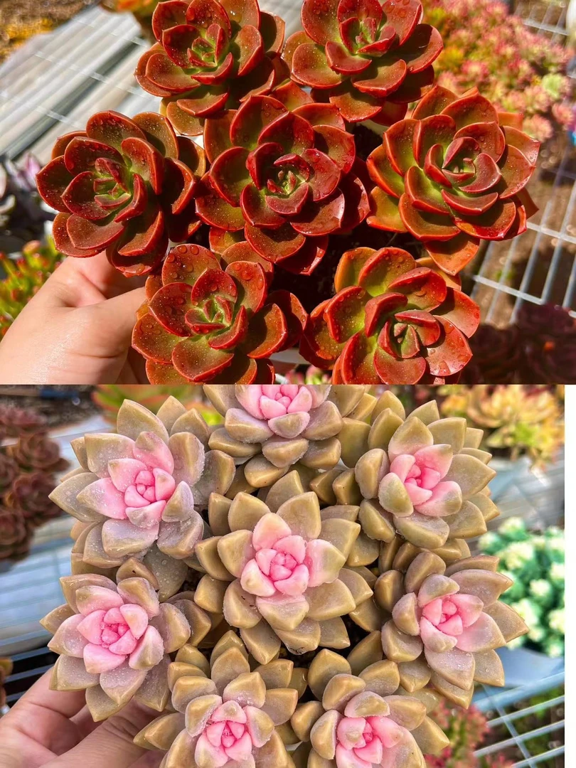 Q红酒玫瑰+樱花锦 耐晒皮实 绿植 室内室外都能养【喜宝多肉】}