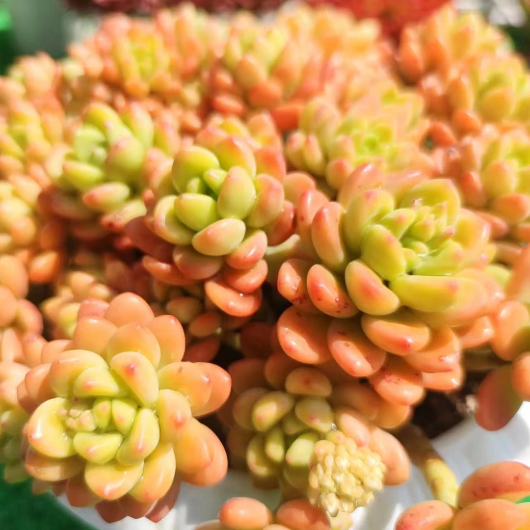 X香格里拉+罗马盆 耐晒皮实 绿植 室内室外都能养