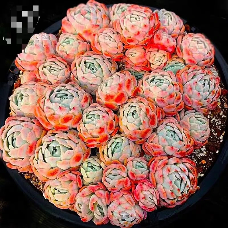 K  可爱多肉 香妃  非常好养 耐旱喜阳通风 多肉绿植种养