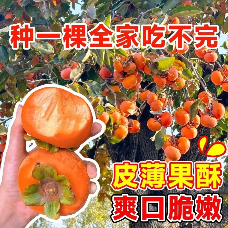 【正宗脆甜柿子树苗】 带土发货！南北方种植 盆栽地栽果树苗