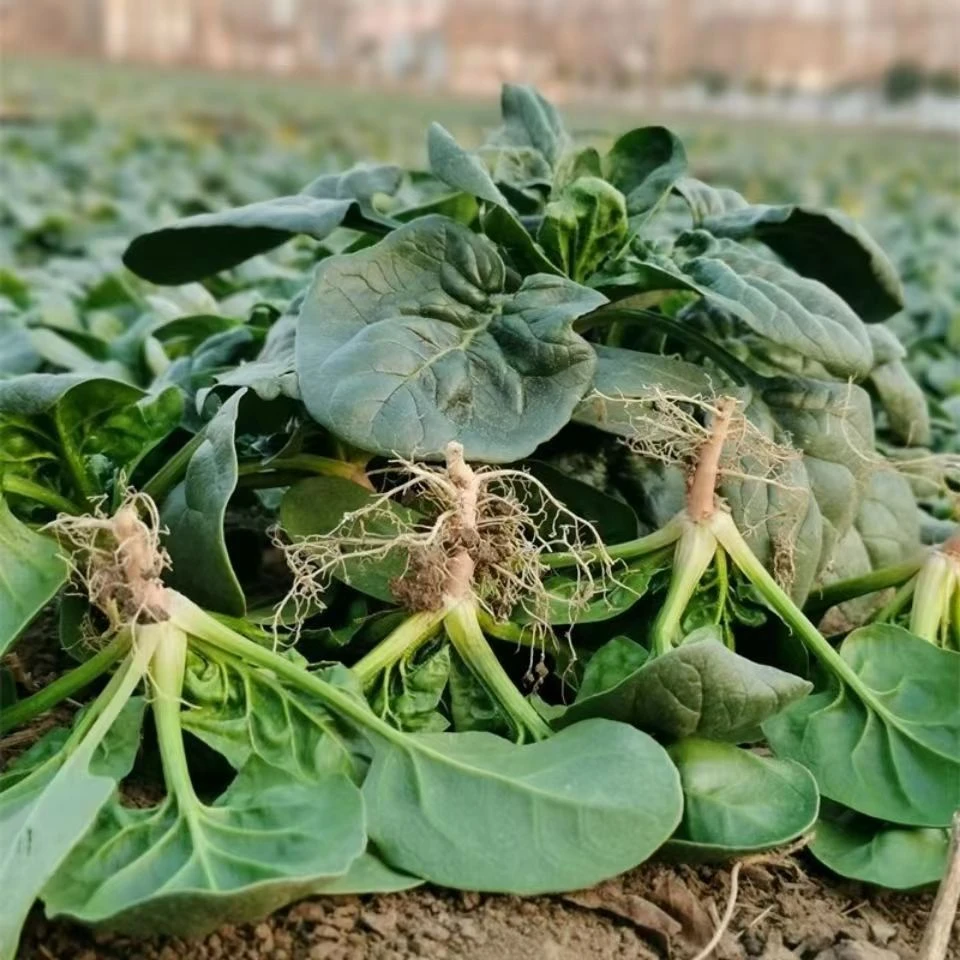 河南露天趴地小菠菜厚叶红根矮脚菠菜火锅必备蔬菜包邮