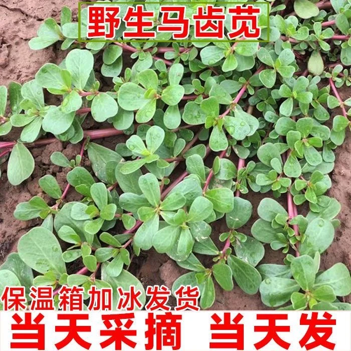 马齿苋菜新鲜包邮马齿菜马蜂菜野菜马齿笕蚂蚱菜马芷苋野生马齿苋