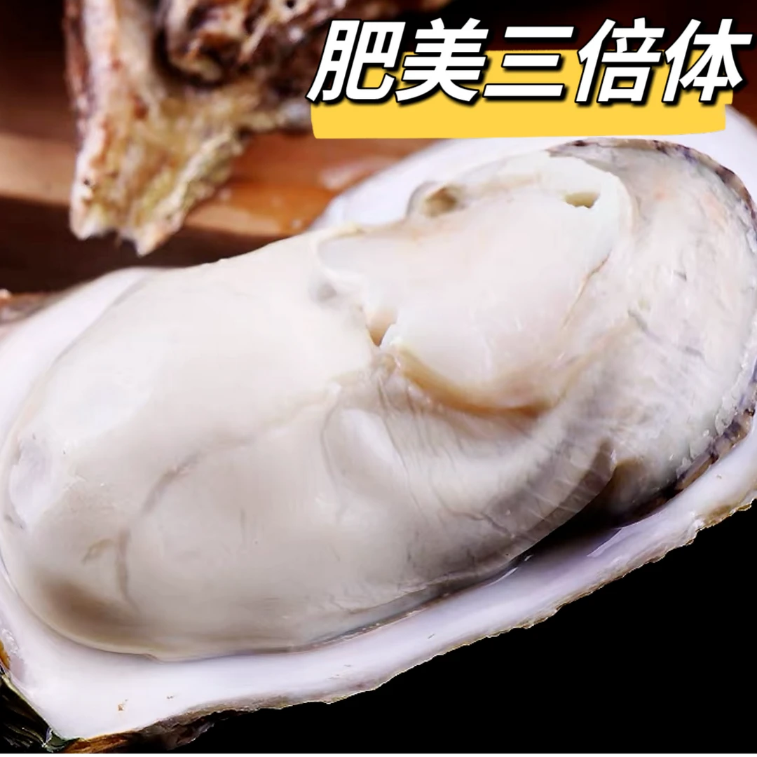 【鲜活生蚝】福建精品鲜活生蚝4~4.5斤（25~35个）（包活包鲜包肥）