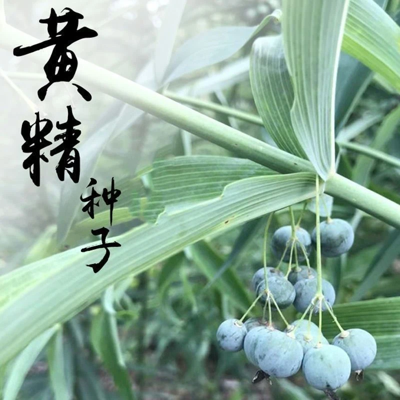 新采黄精种子 黄精籽 药材黄精 老虎姜 鸡头黄精 种子 药材种子